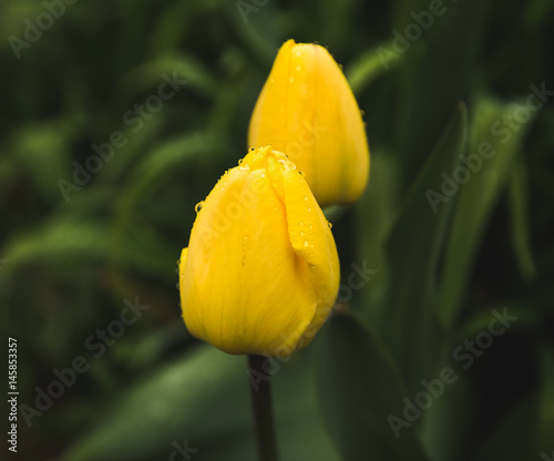 Yellow Tulips with Raindrops