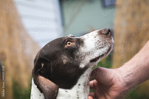 Petting German Shorthaired Pointer Dog