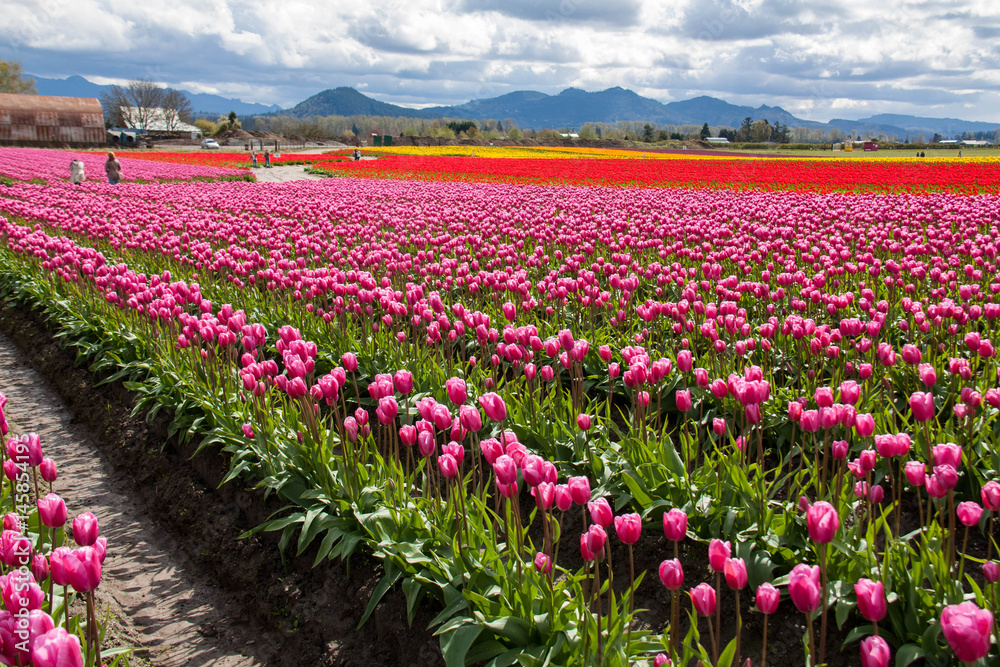 Colorful tulip fields in the shadow of the Cascade Mountains