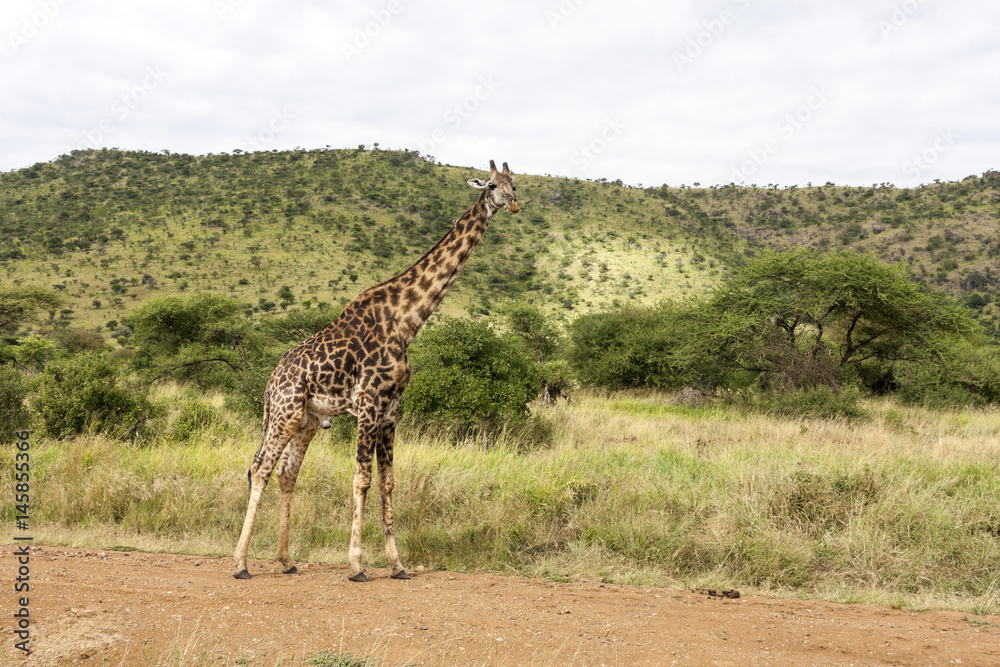 Obraz premium Old Bull Girafee in the Wild Tanzania Africa,