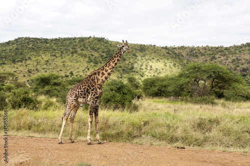  Old Bull Girafee in the Wild  Tanzania  Africa  