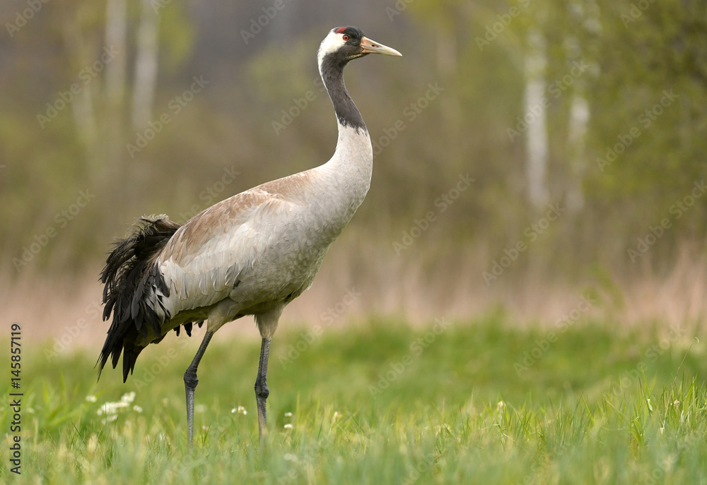 Obraz premium Common crane (Grus grus)