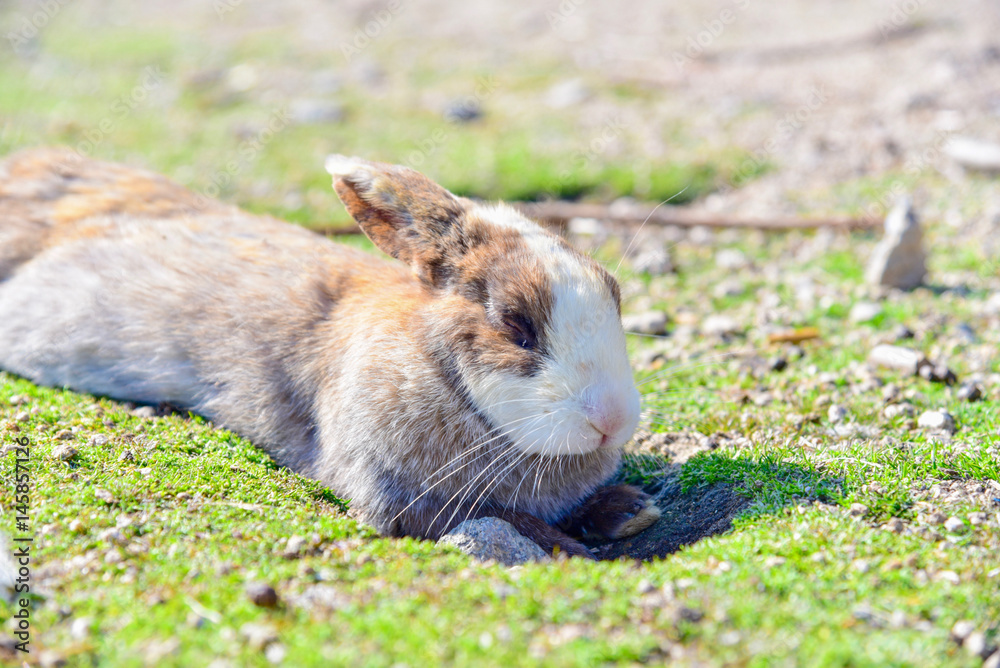 Fototapeta premium Wild Rabbit Relaxing on Okunoshima Island in Japan