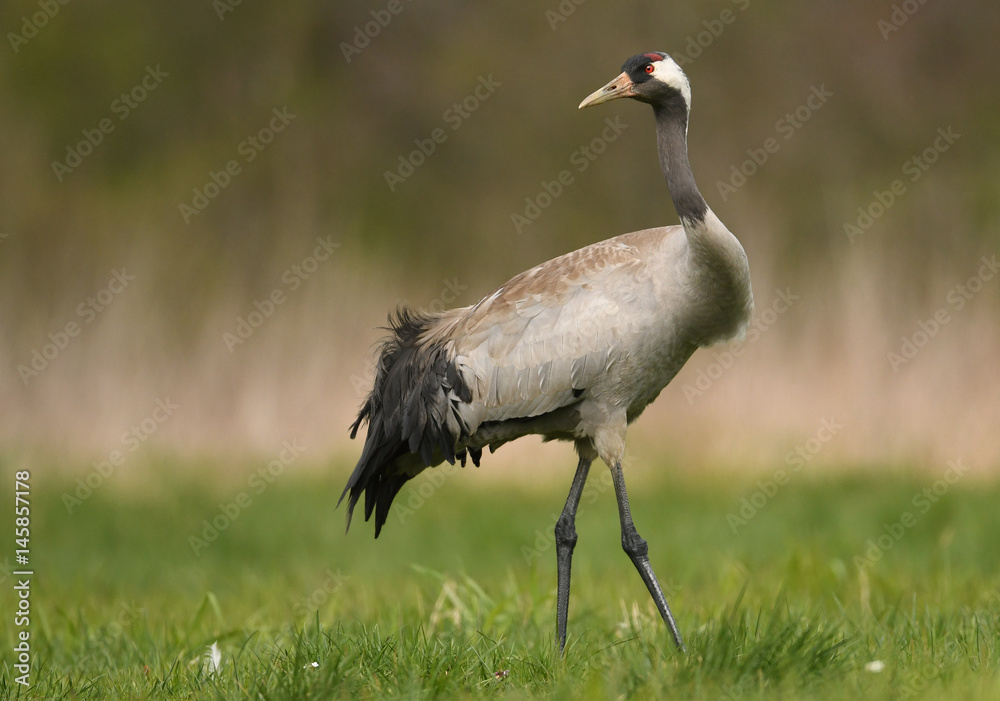 Fototapeta premium Common crane (Grus grus)