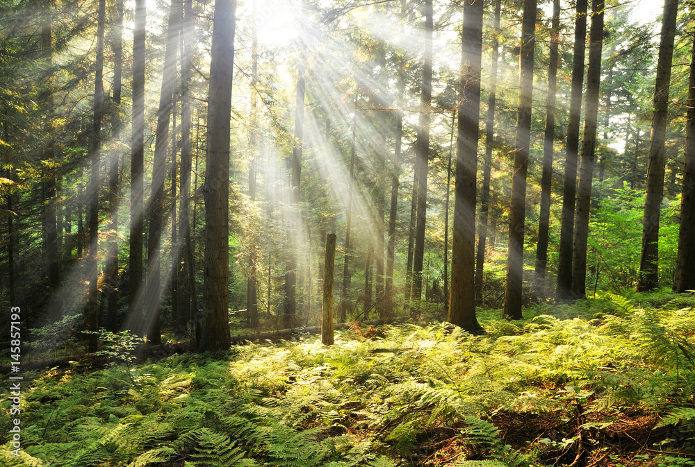 Fototapeta premium Morning in the forest