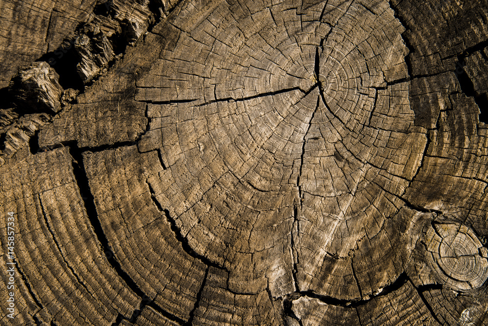 Fototapeta premium wood