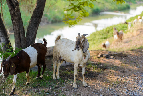 Goat portrait on the road