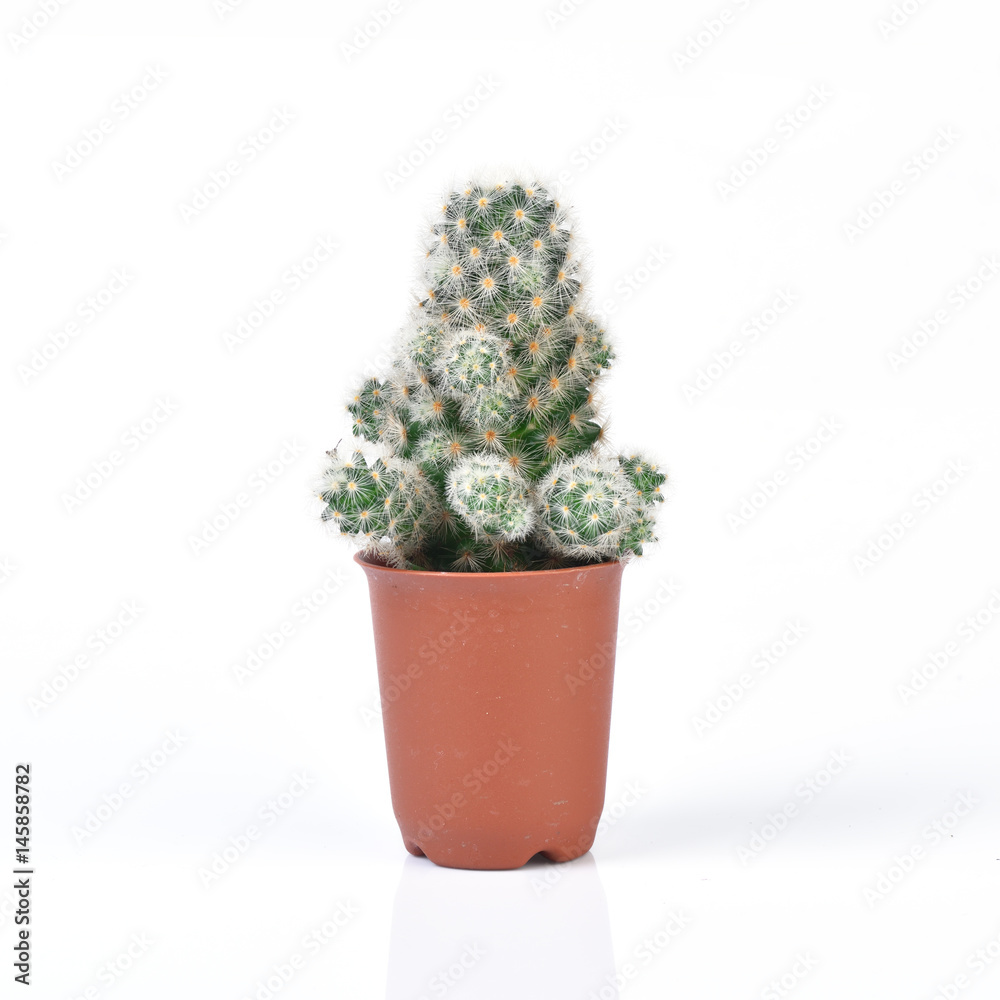 Cactus isolated on white background Cactus isolated on white background