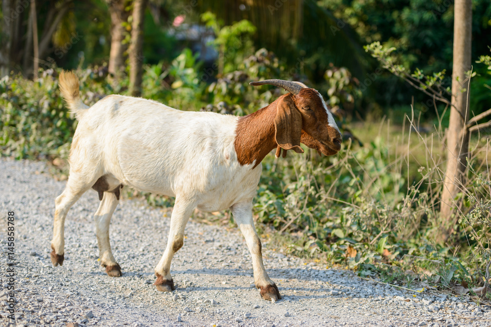Goat portrait on the road