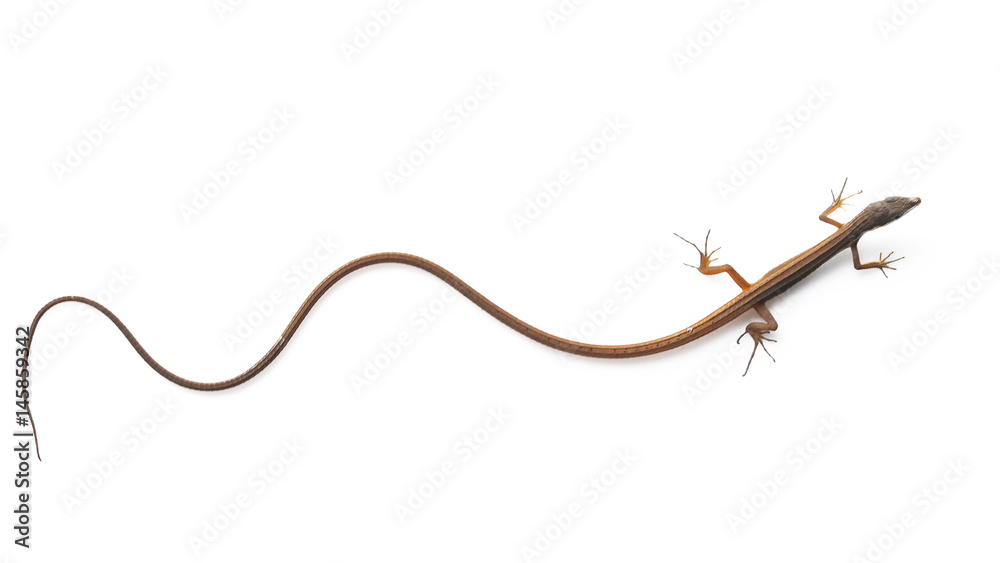 Obraz premium : Asian longtailed grass lizard