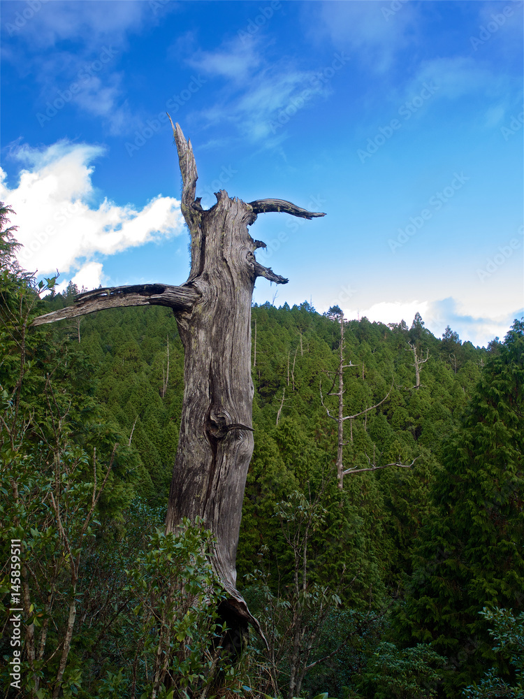 Fototapeta premium Single white wood,Taiping Mountain,Yilan,Taiwan