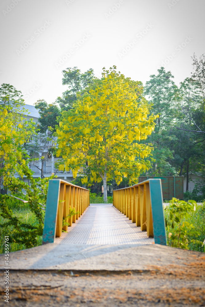 Green and yellow steel bridge and Golden Shower tree, flower or known as the golden rain tree, canafistula
