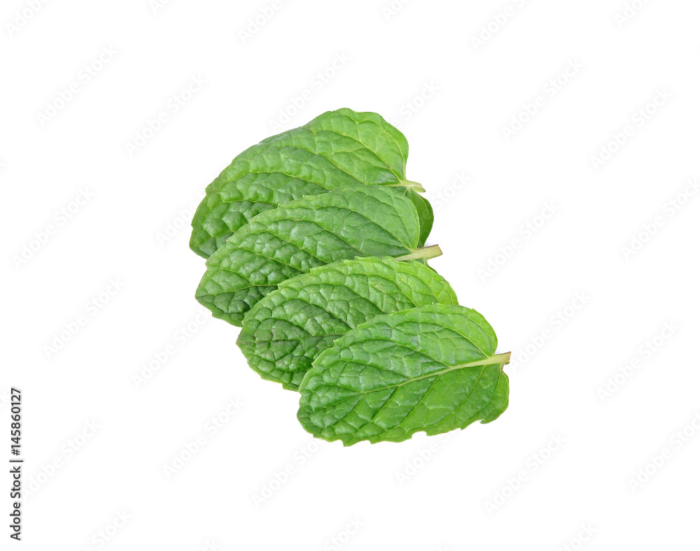 mint leaf isolated on the white background mint leaf isolated on the white background