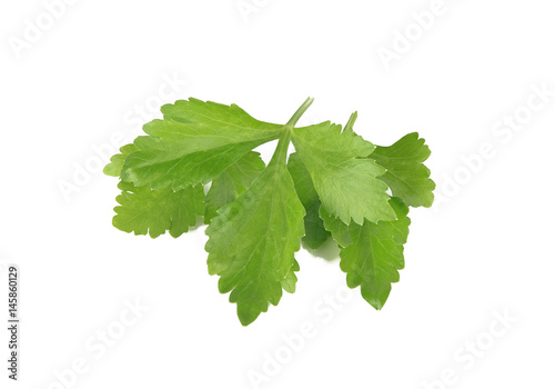 Celery Leaves Isolated on White Background
