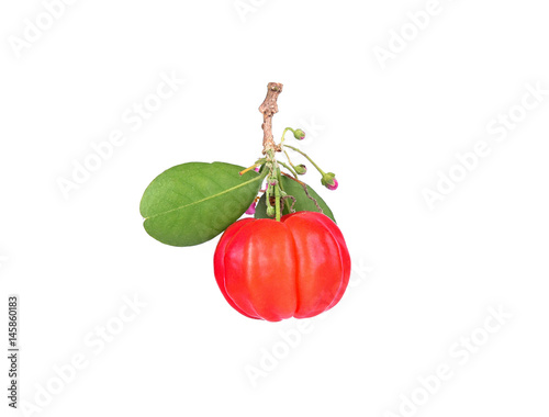 Barbados cherry, Malpighia emarginata, from central of Thailand photo