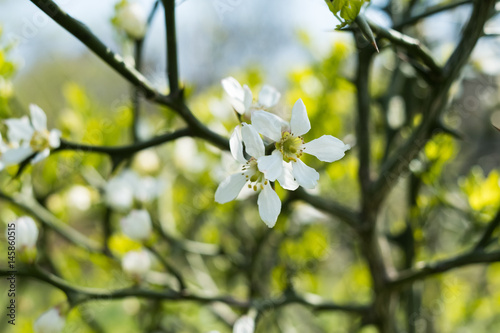 カラタチの花