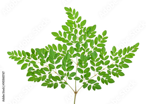 Moringa leaves on a white background