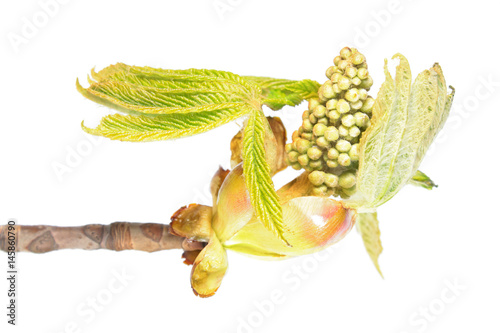 Branch of horse chestnut with flower buds and young green leaves isolated on white background