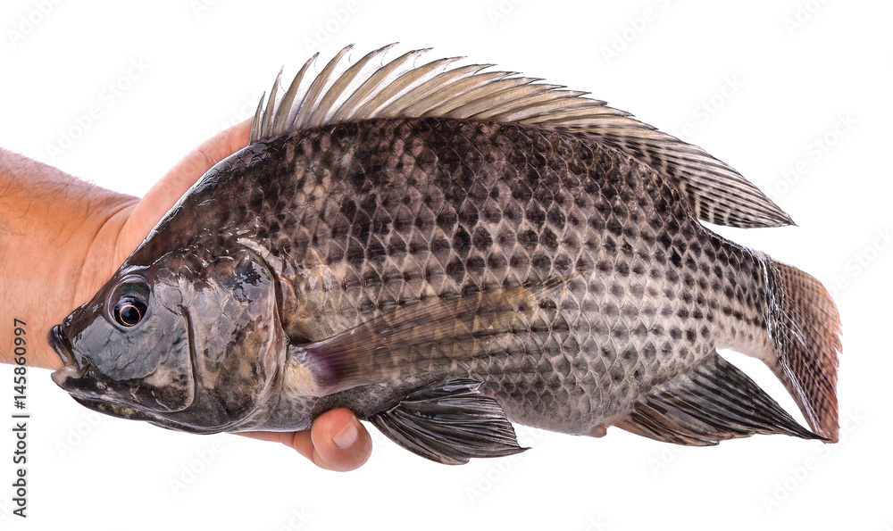 Naklejka premium Tilapia fish isolated on white background