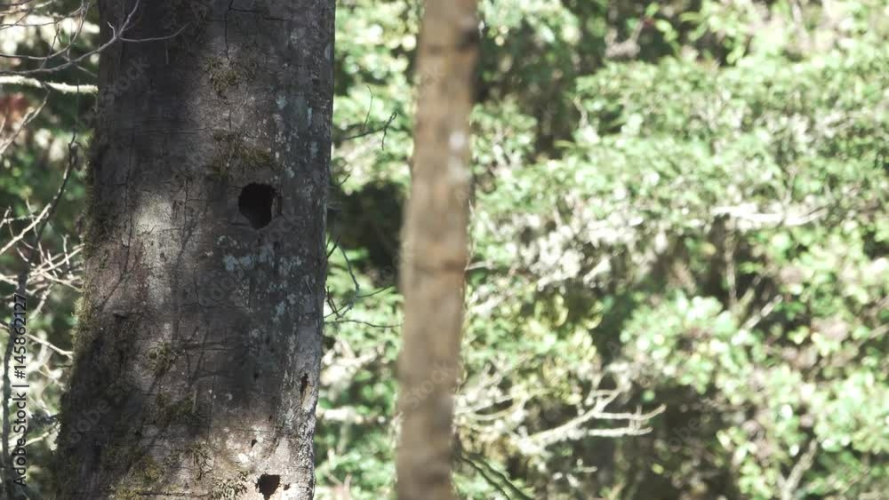 Male Quetzal gets out of the nest in 4k Male Quetzal gets out of the nest in 4k