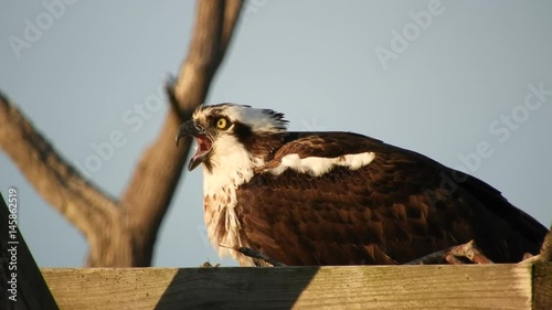 Osprey in Nest Calling Mate