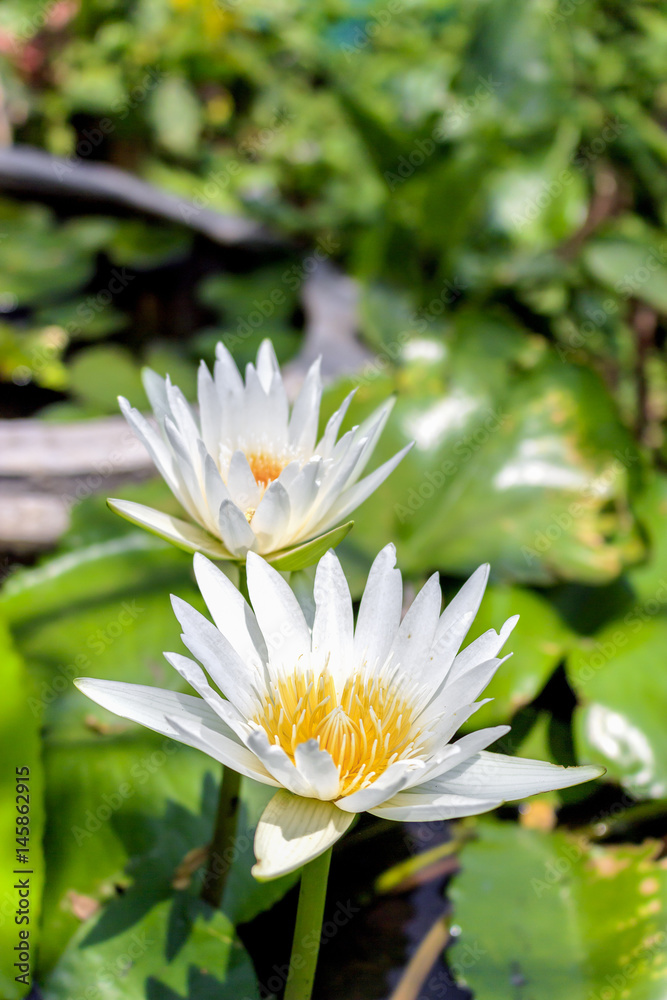 closeup white lotus flower with soft-focus in the background, over light closeup white lotus flower with soft-focus in the background, over light