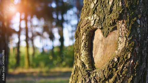 Natural heart formed in the tree trunk in vibrant green forest. Valentine day background. Copy space.