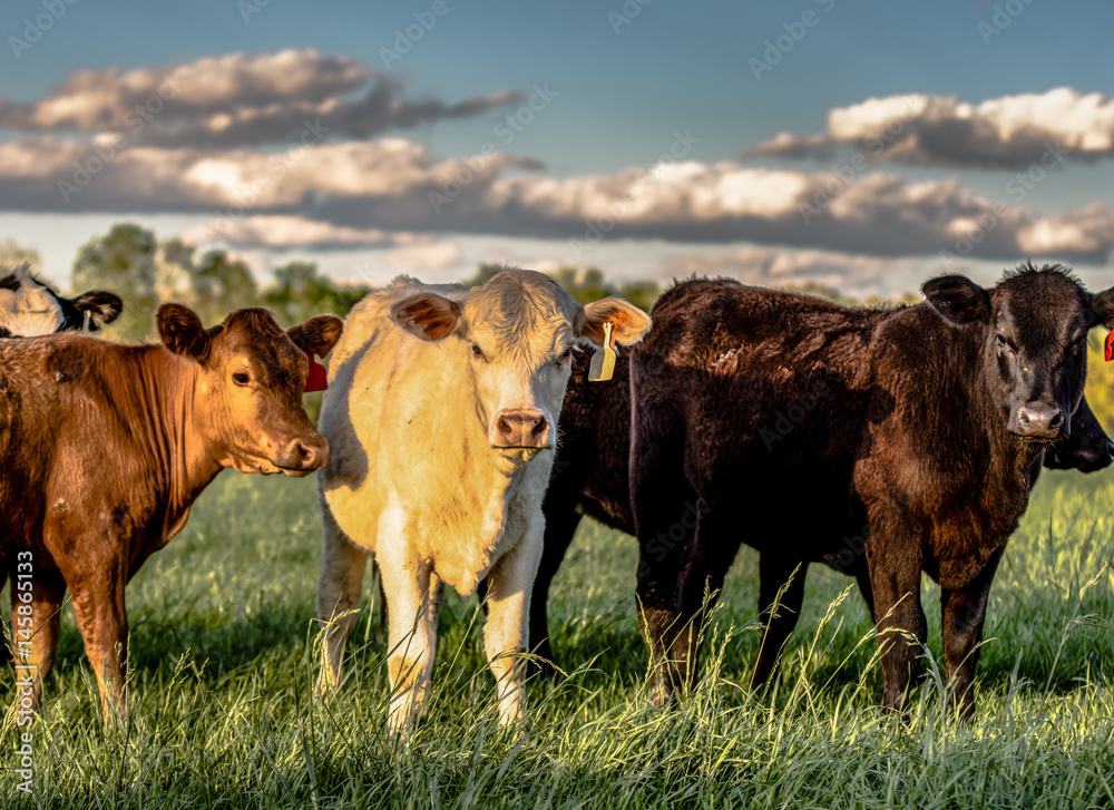 Different colored heifers