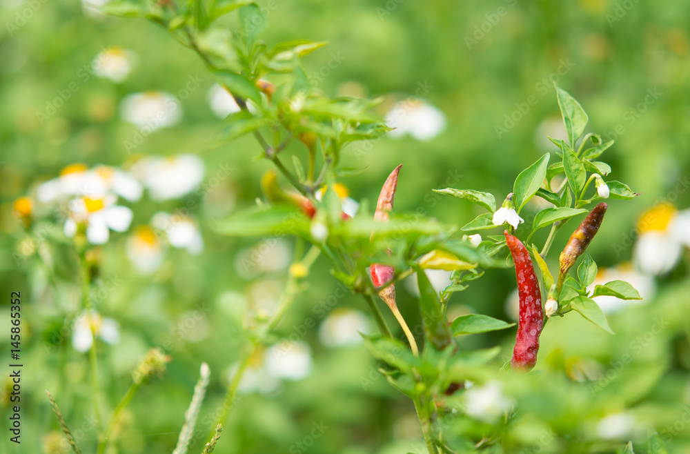 Red pepper disease viral diseases and biological pests and physiological disorders
