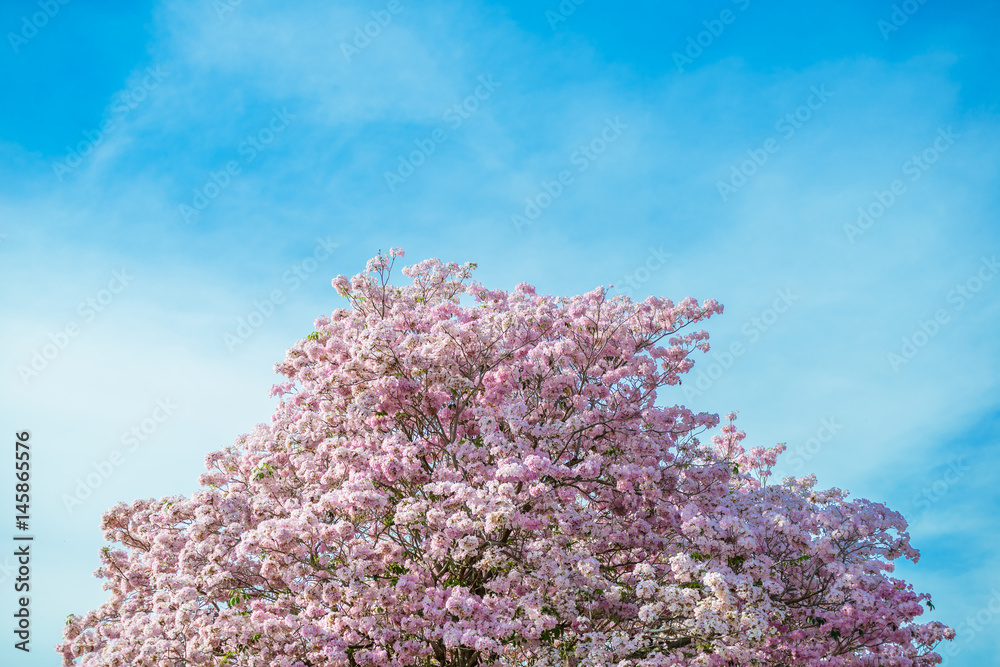 Tabebuia rosea is a Pink Flower neotropical tree and blue sky Tabebuia rosea is a Pink Flower neotropical tree and blue sky