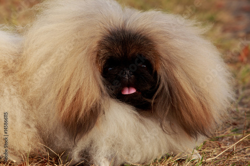 dog breed Pekingese