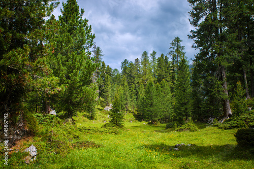 Summer forest in the mountains