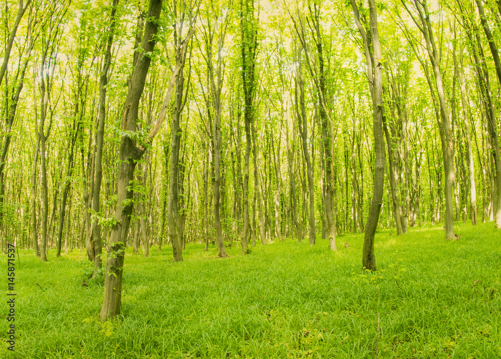 Fototapeta premium beautiful green forest