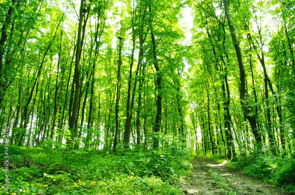 Subtropical forest Subtropical forest