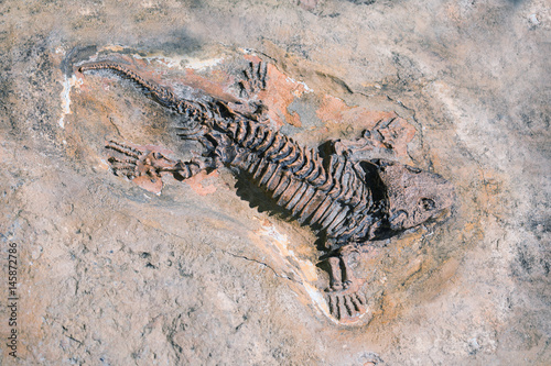Fossil of prehistoric lizard skeleton on the rock © murmakova