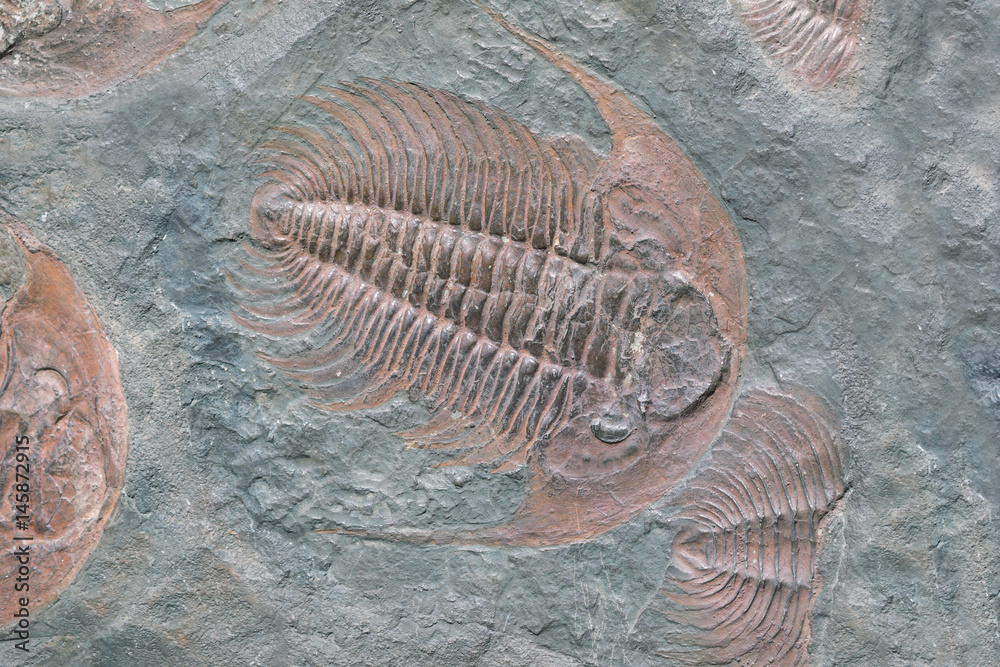 Fototapeta premium Fossil of trilobite - detail view