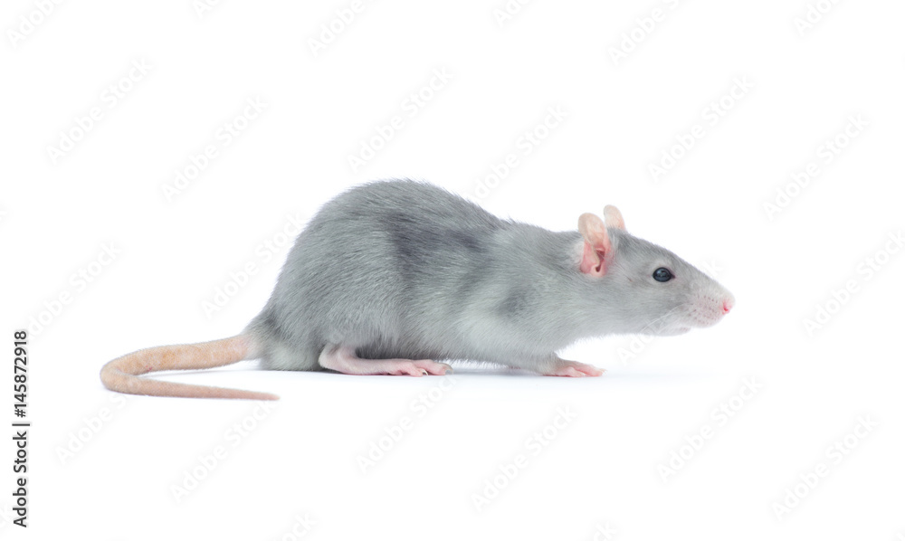 rat rat
