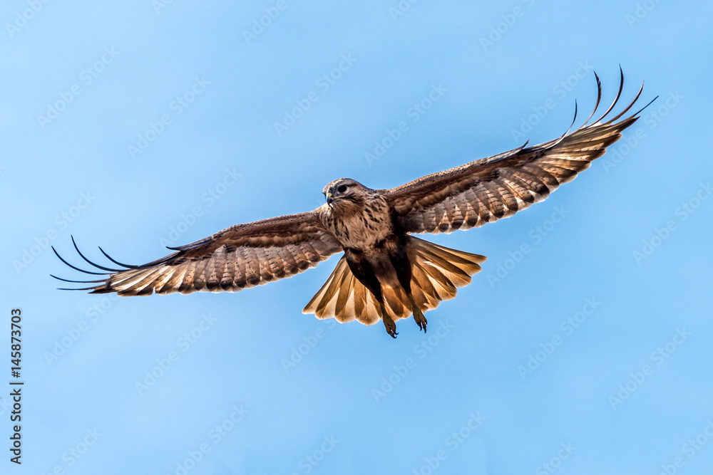 Fototapeta premium the Upland Buzzard