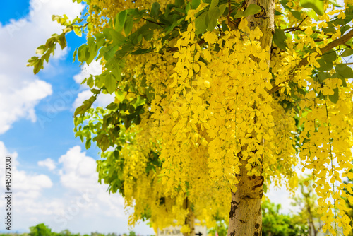 Golden Shower flower or known as the golden rain tree, canafistula and this is the national tree of Thailand