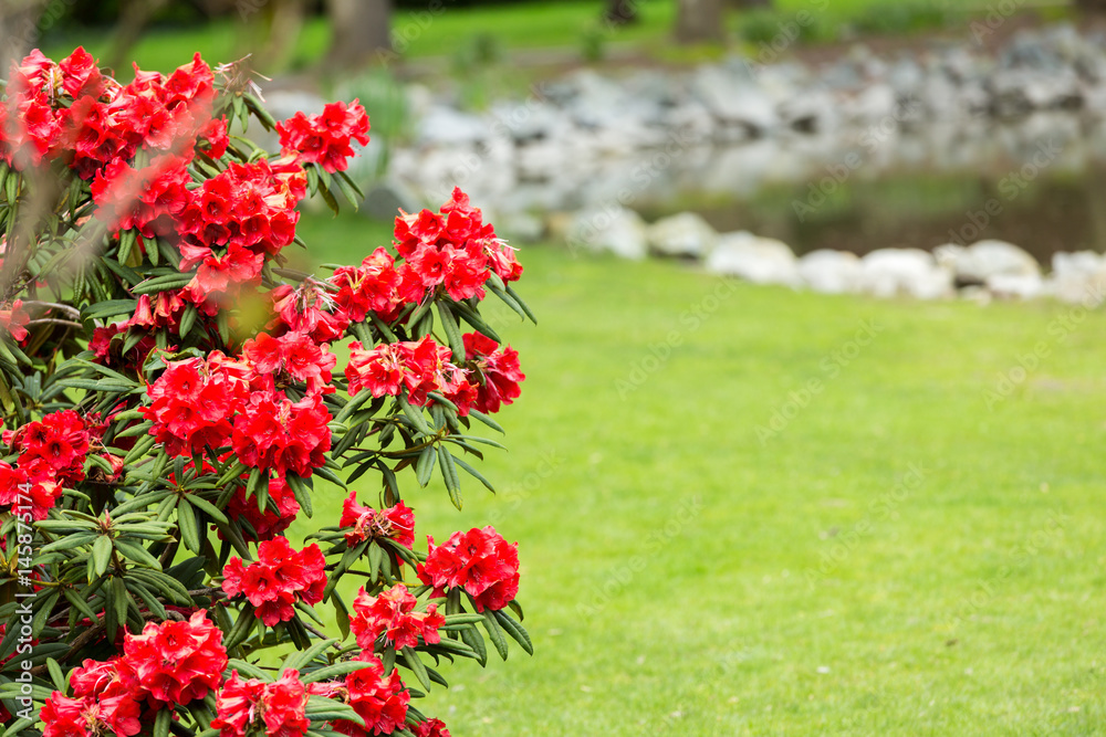 Spring flowers in garden 