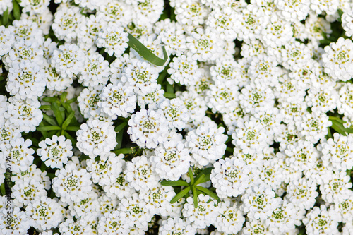 Wallpaper Mural blooming white flowers covering the ground in spring Torontodigital.ca