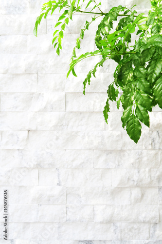 green leaf white wall background