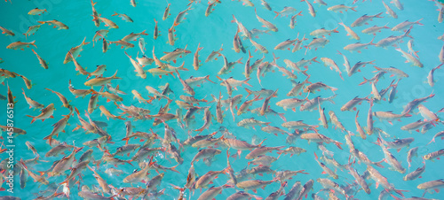 A group of Red tail carp at Khao Sok National Park,Surat Thani Province,Thailand © fototrips