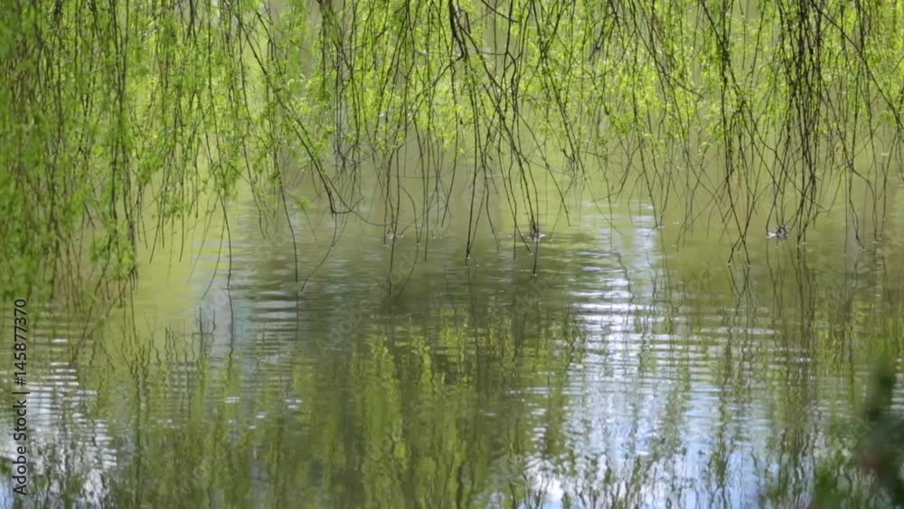 Water reflection of branches Water reflection of branches