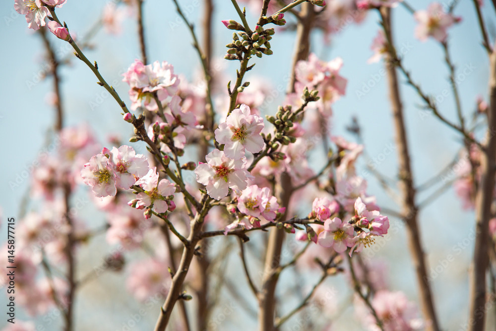 Almond flower trees at spring