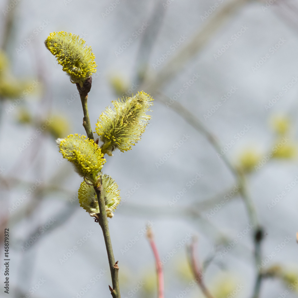 Branch of blossoming willow with catkins on bokeh background, selective focus, shallow DOF Branch of blossoming willow with catkins on bokeh background, selective focus, shallow DOF