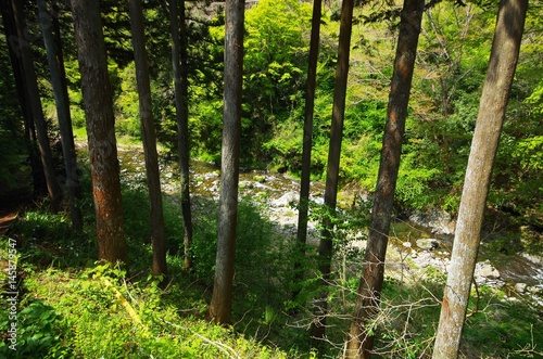 木々と清流