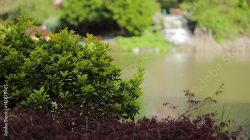 Small tree with a waterfall in the background 