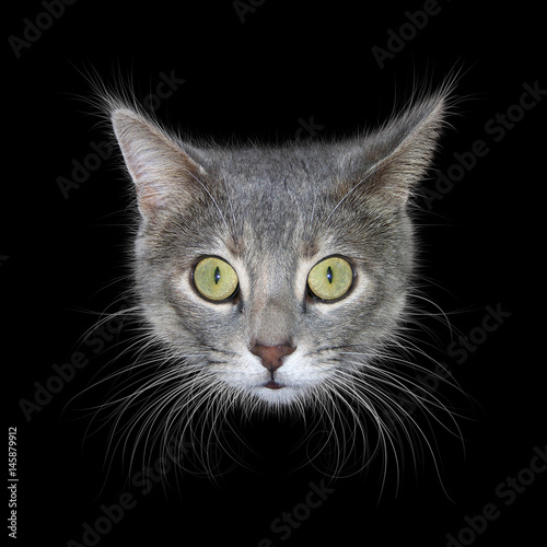 Cat Head On Black Background