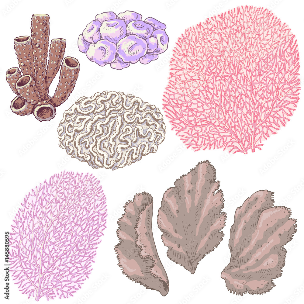 Fototapeta premium Colored Corals Set